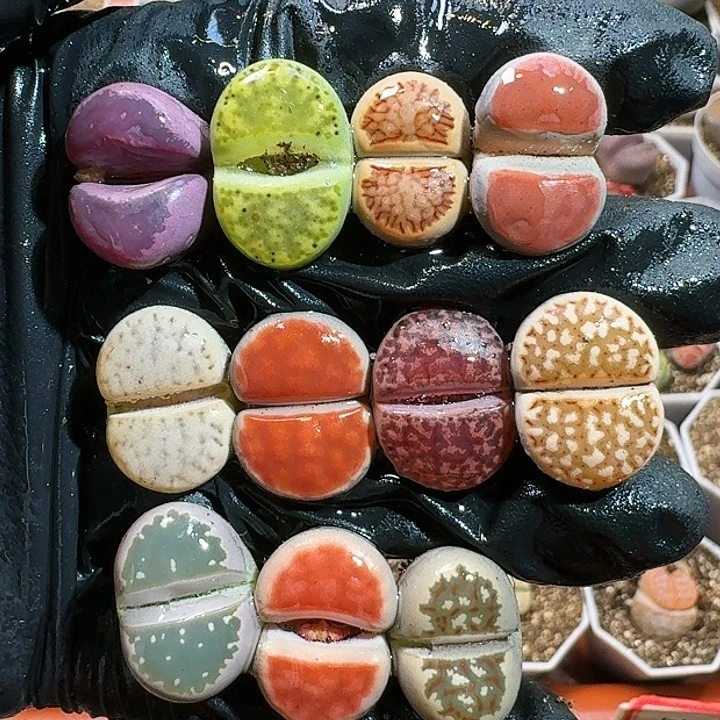 生石花111111。   299