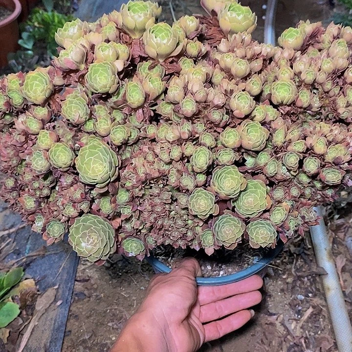 多肉植物保护研究所