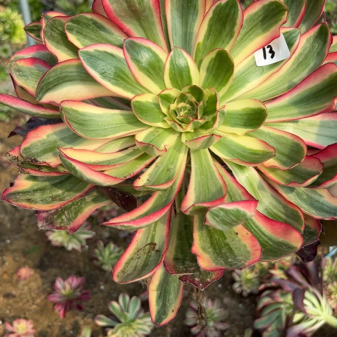 13原始爱丽丝多肉多肉