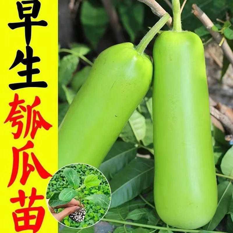 早生瓠子瓜秧苗新鲜盆栽地栽阳台庭院种植秧苗