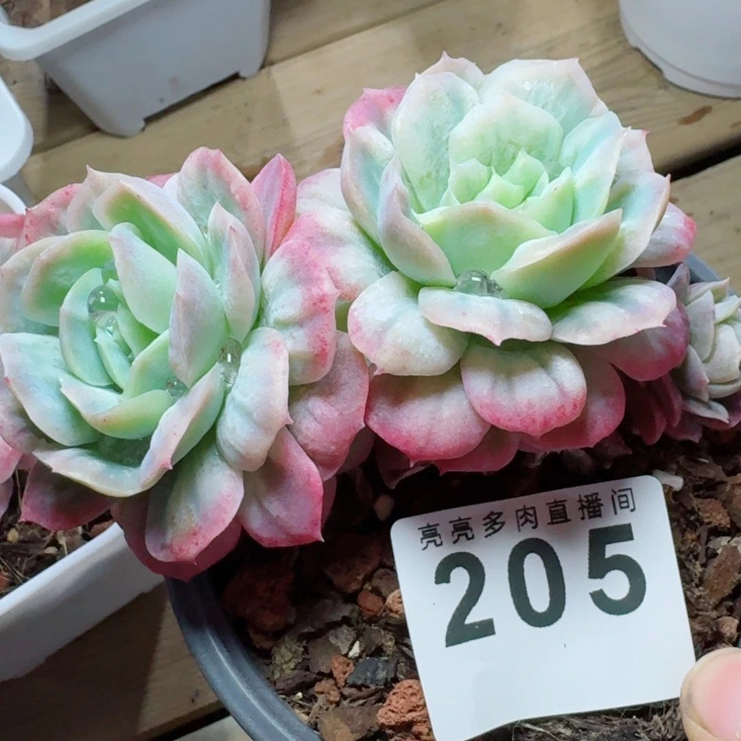 泡泡纱裙      愿你一路坦途，乘风破浪展宏图