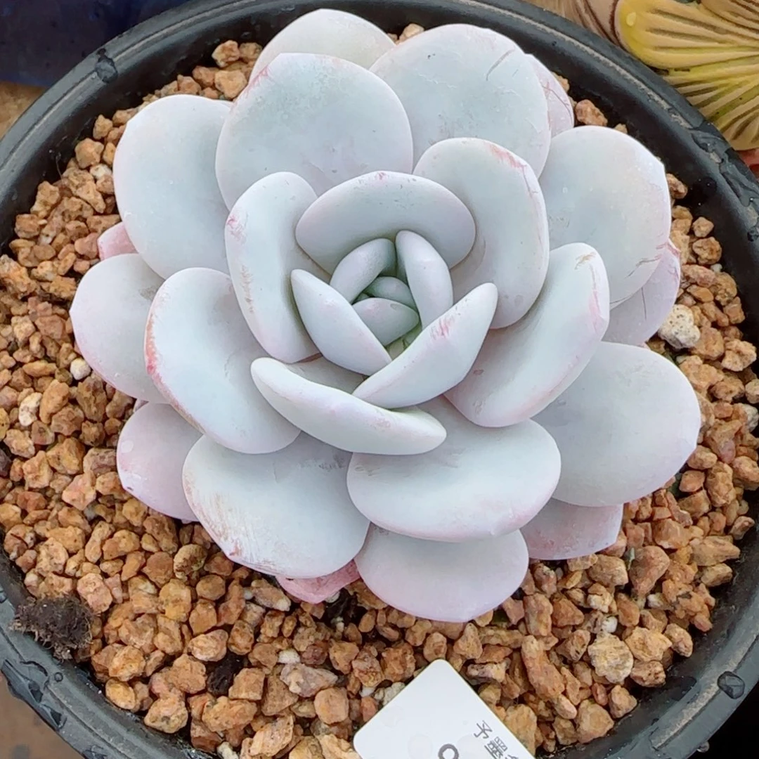 雪莲，9298多肉植物