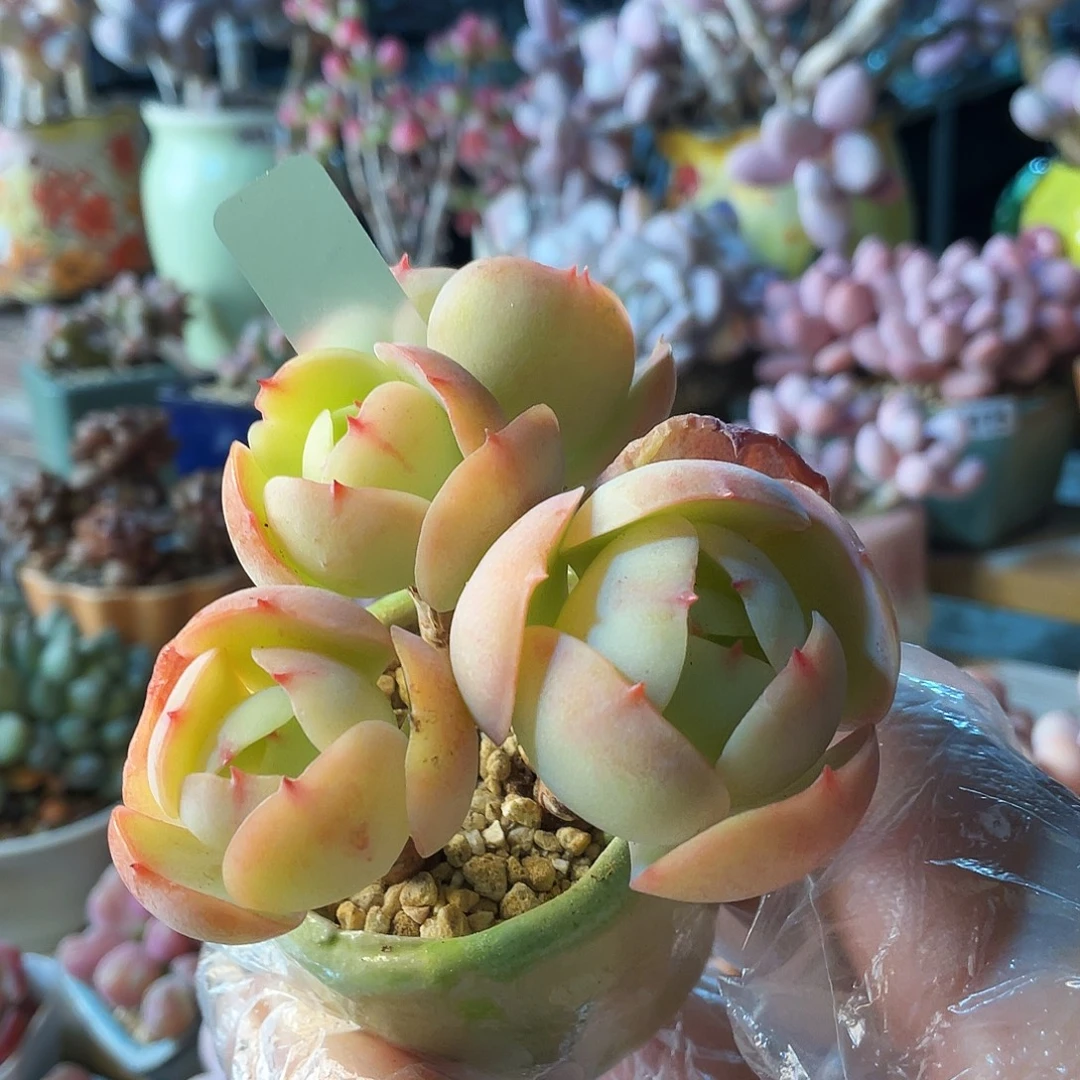 M***夏多肉植物的生长发育和生长发育等