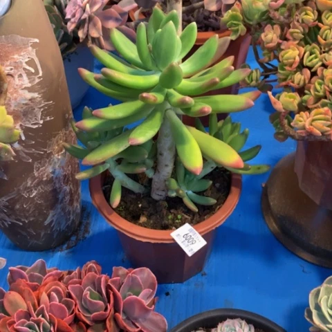 艺*贝6009金蝉多肉