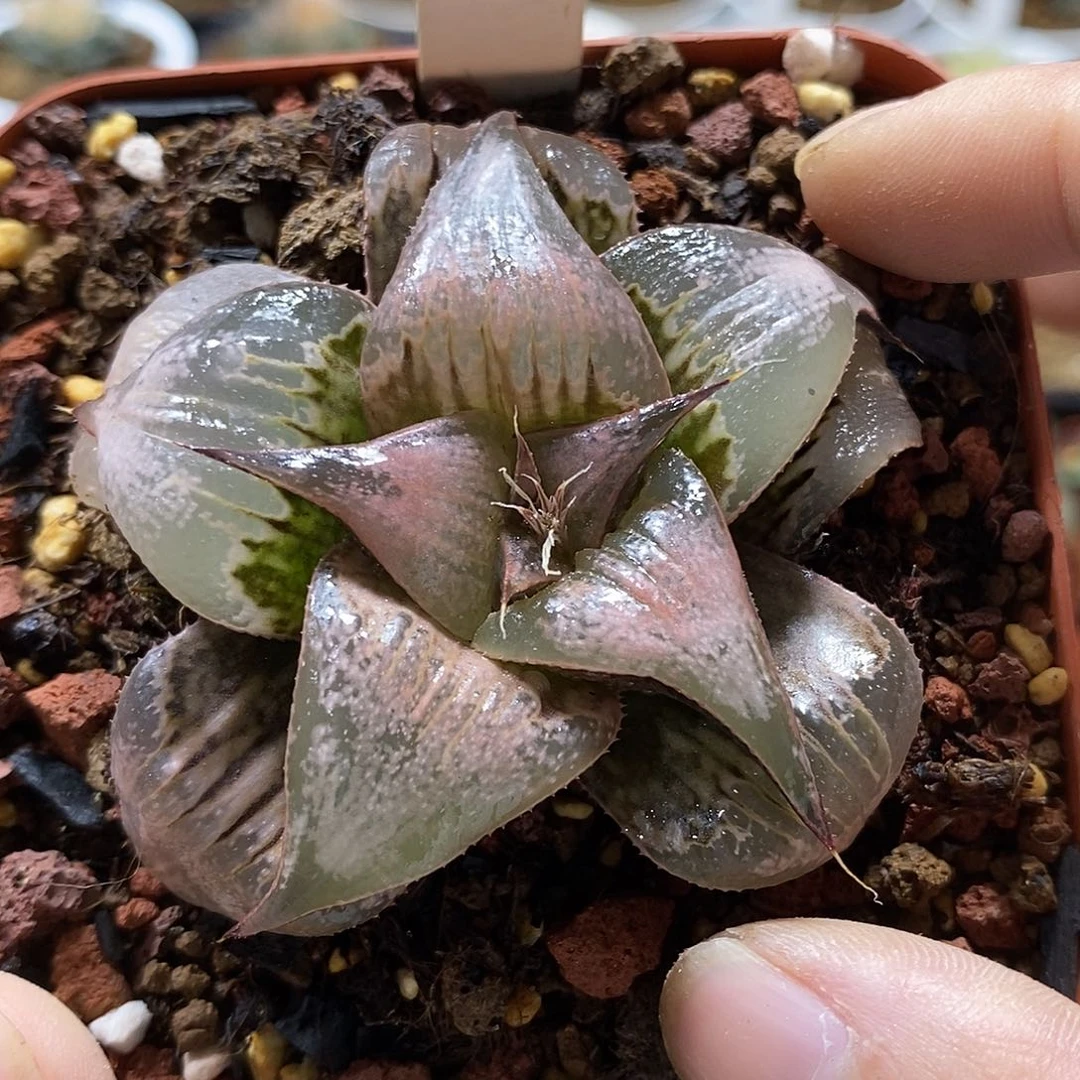 22pinky哈哈哈哈哈