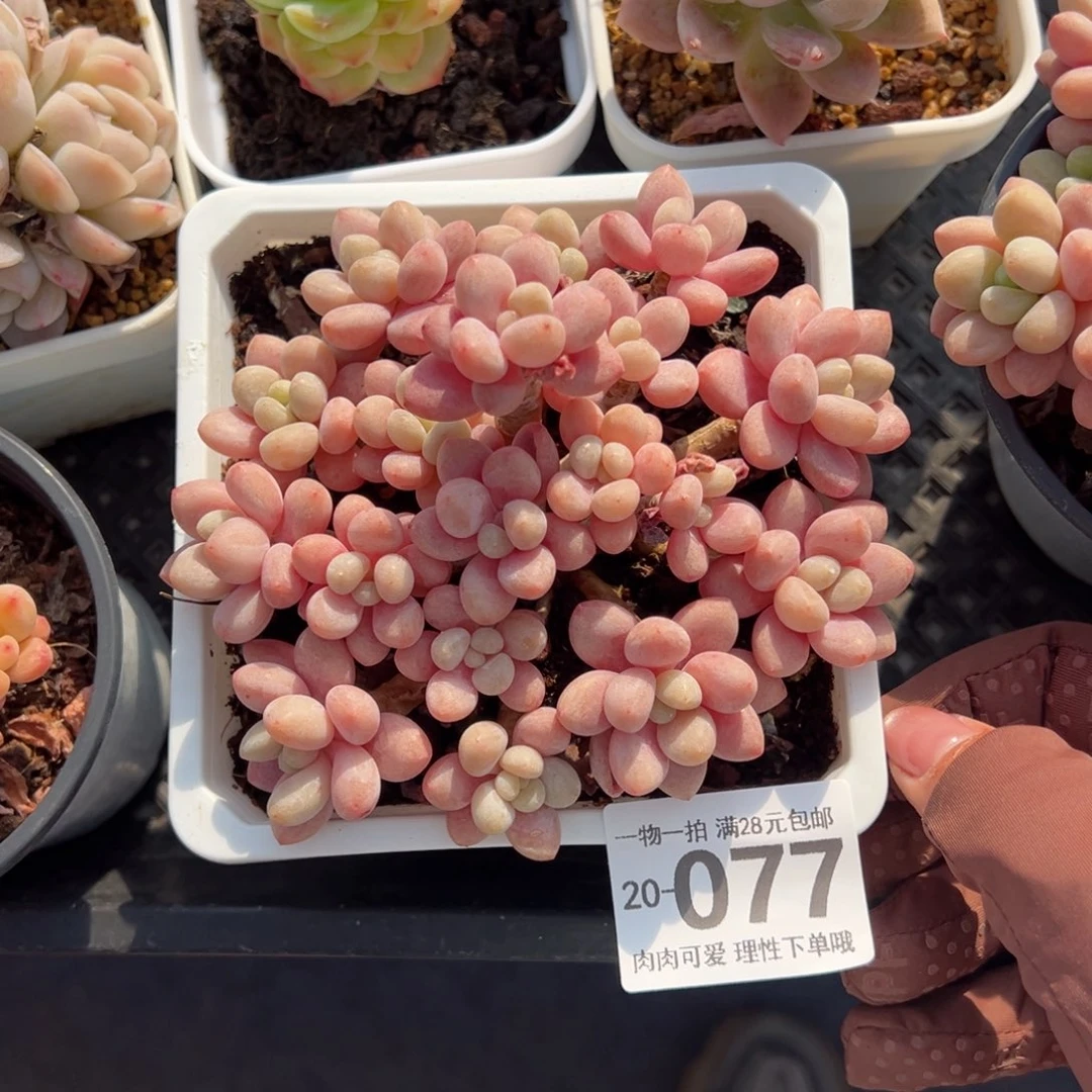 鱼子酱多肉多肉多肉多肉