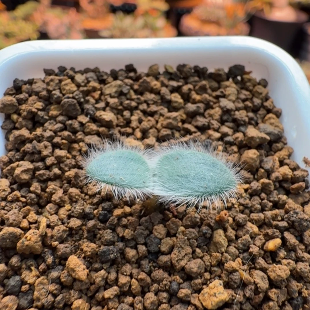 毛叶石蒜471 仙人掌@6