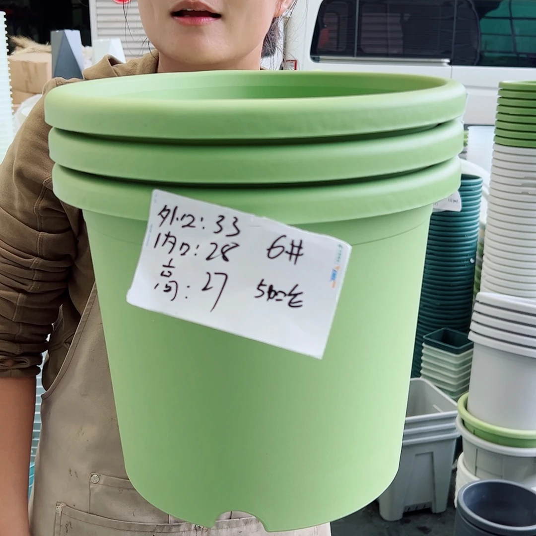 四季盆6#果绿色5个无托