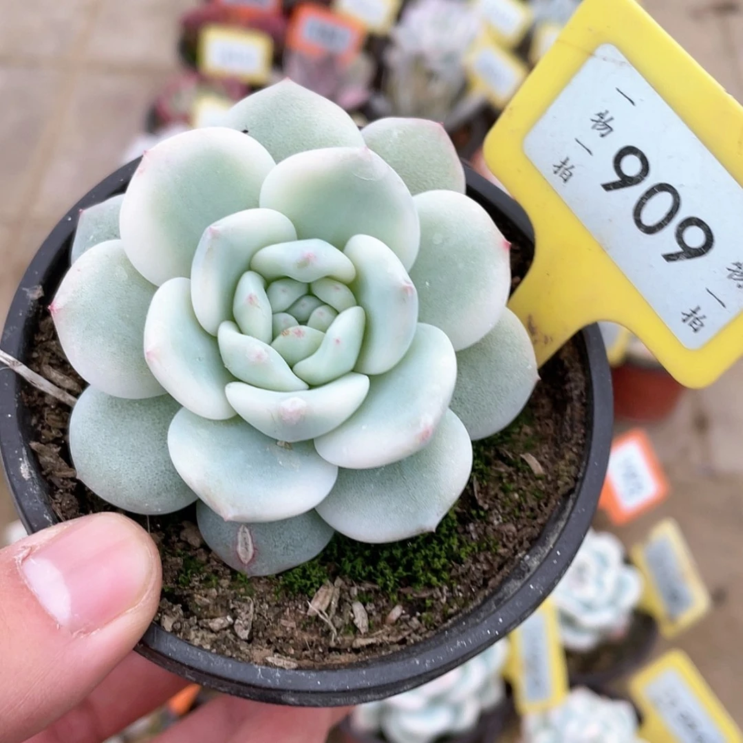 【闪购商品】909号