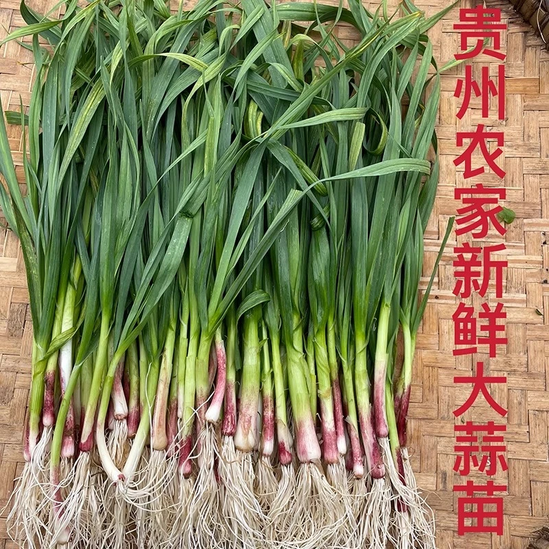 贵州本地农家露头种植大蒜苗