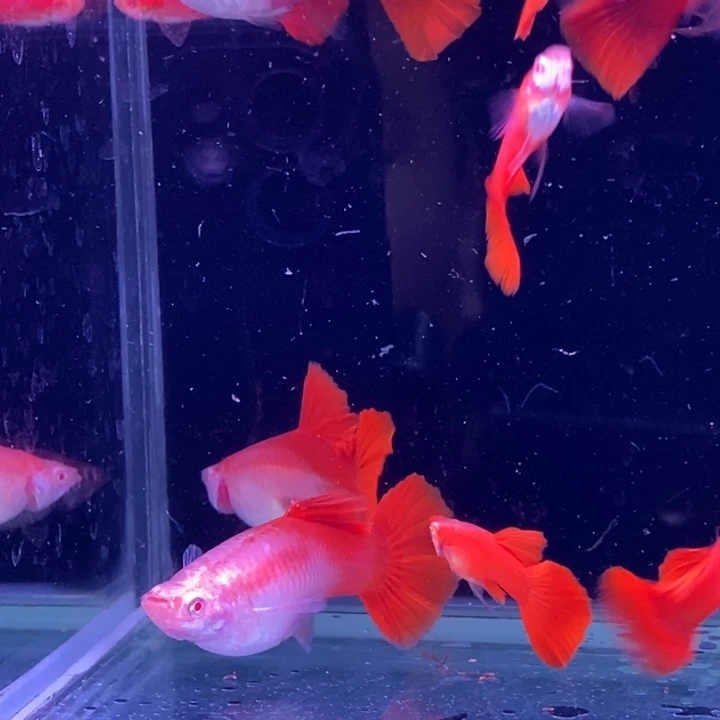 孔雀鱼紫麟血红10条包邮