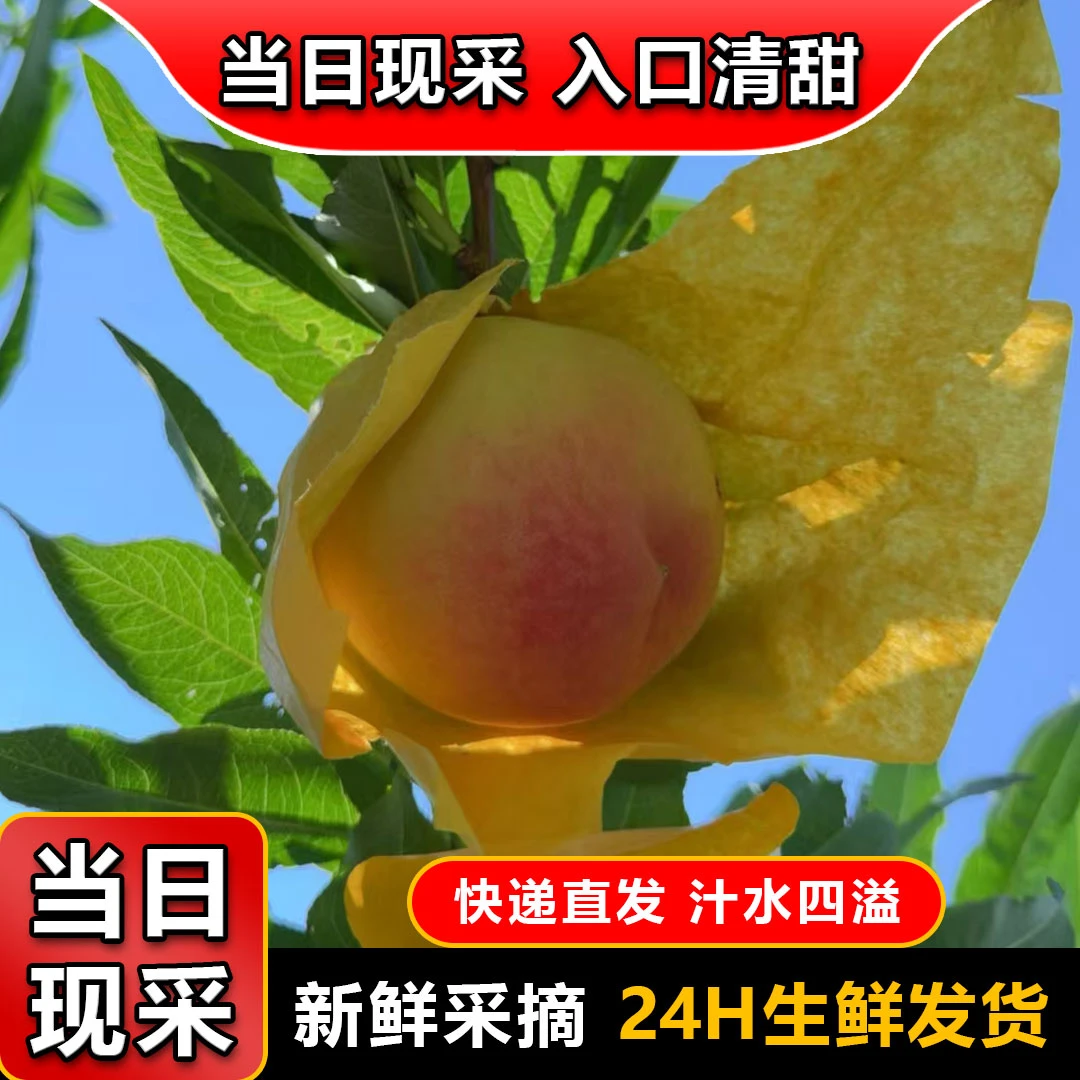 活动商品限量1箱 先到先得 7两雪堰白凤水蜜桃
