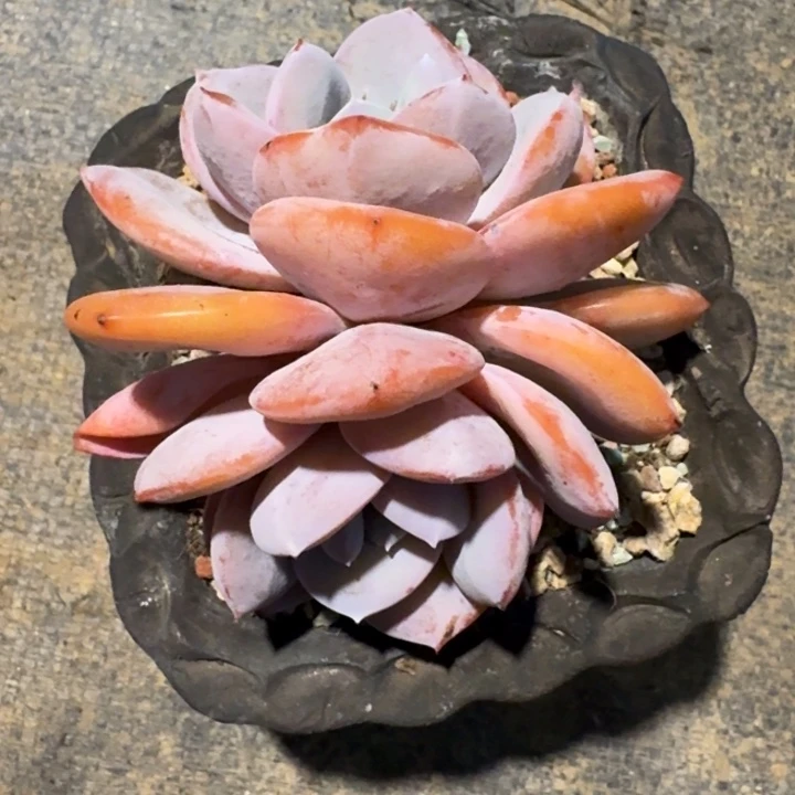 多肉植物奶茶双头