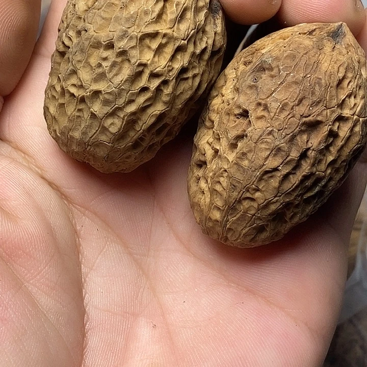 文玩核桃把件云南铁核桃10