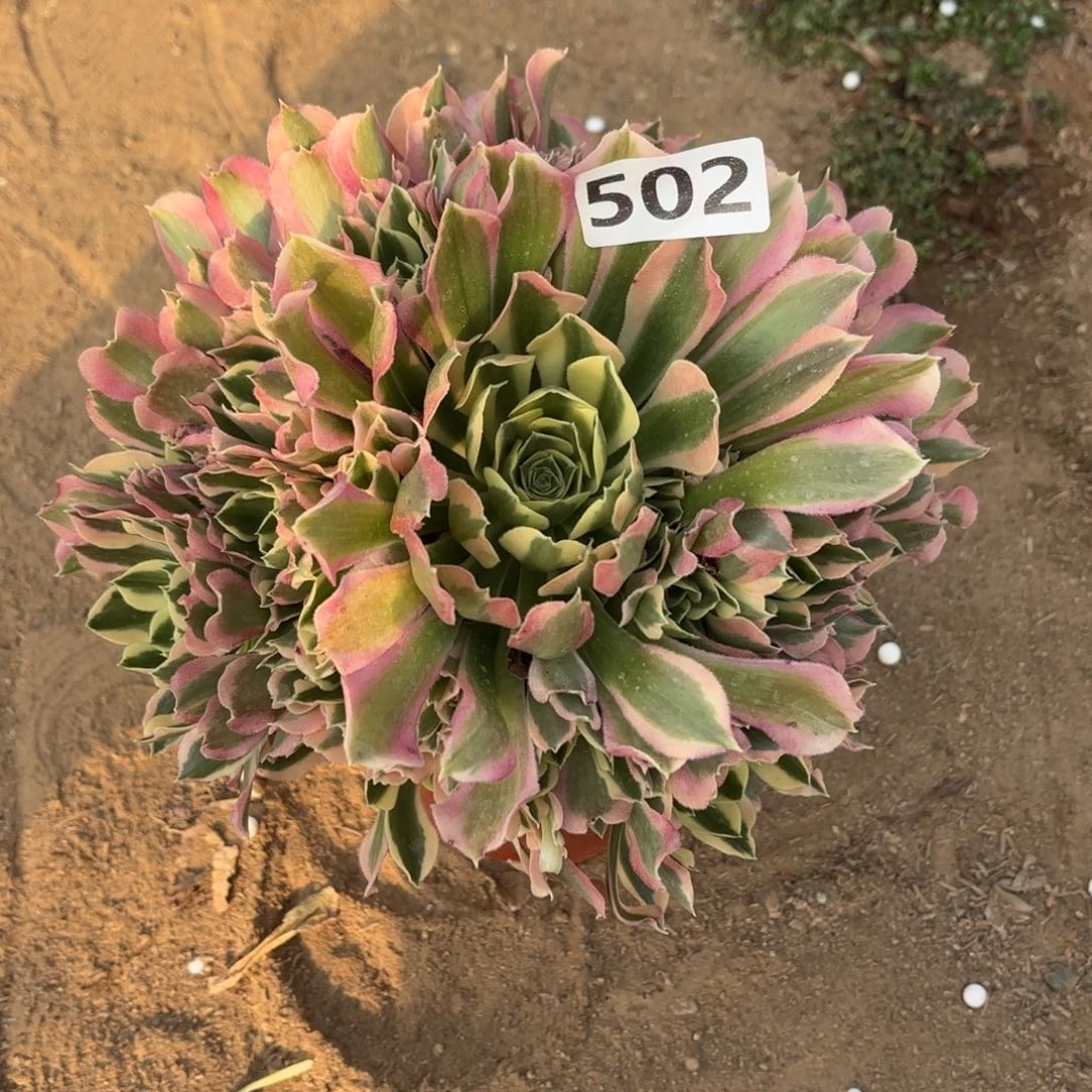 502雨花石多肉不包损