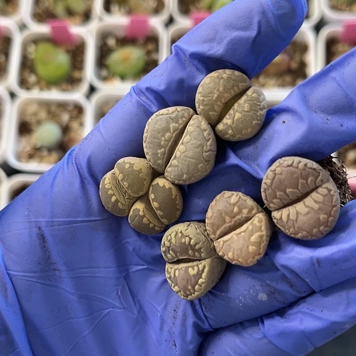 脱土发，满28包邮，大津绘