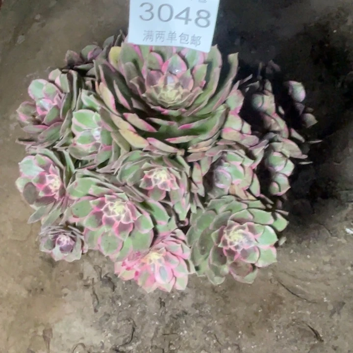 3048粉花妖的人多肉的