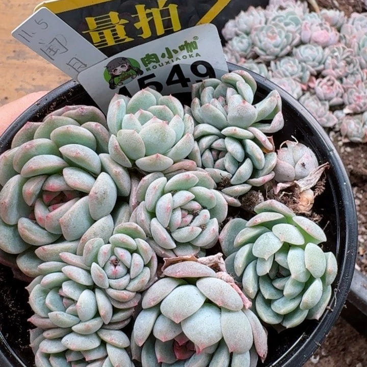 多肉植物多肉植物