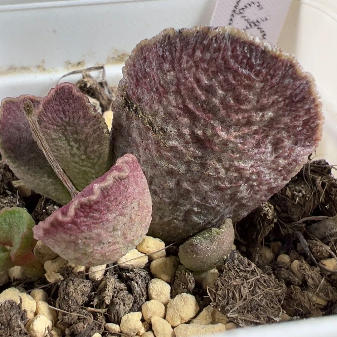 实生新品大苗多肉植物水泡多肉植物