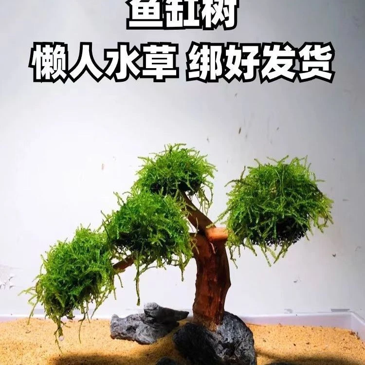 成品莫斯树懒人入缸成景水草沉木好养阴性植物无底沙鱼缸造景莫斯