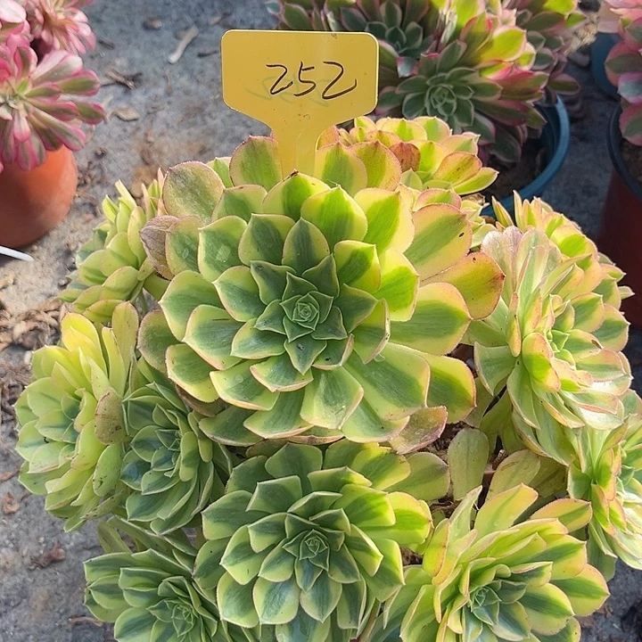 252一颗雨荷法师多肉
