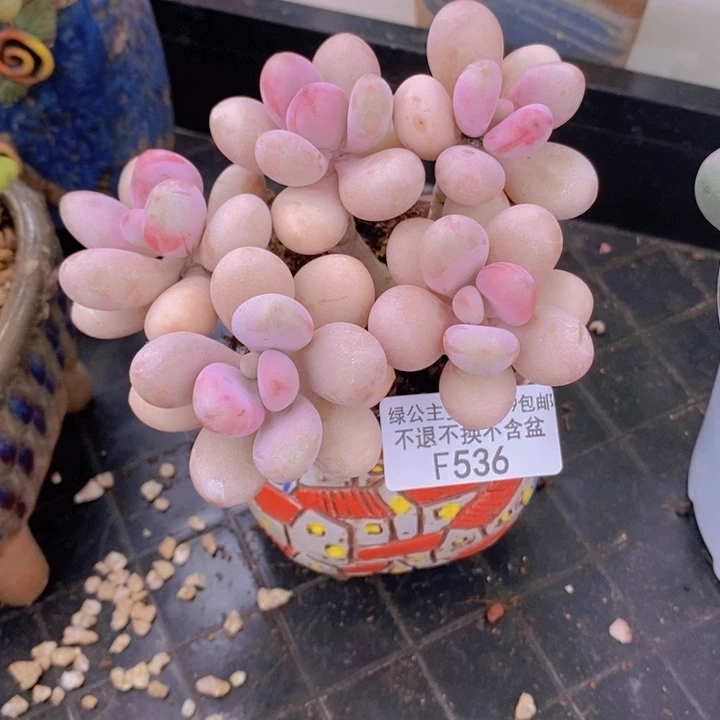 糖果桃蛋老桩10cm536多肉植物