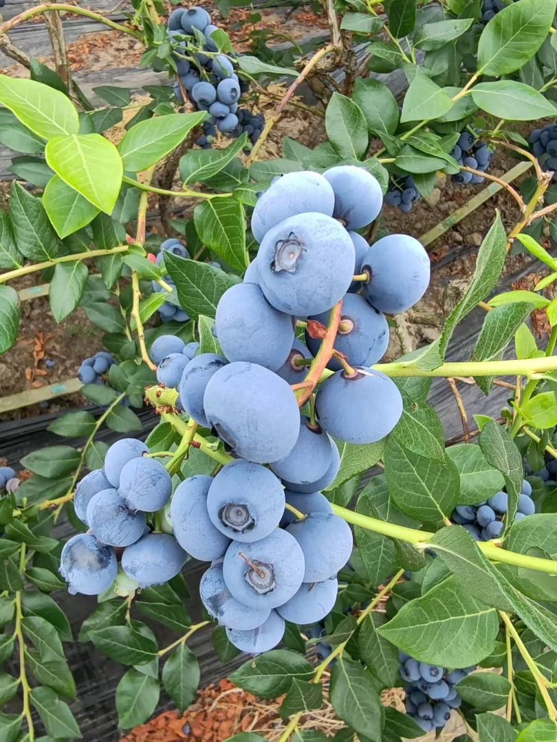 集安特产应季新鲜蓝丰蓝莓一斤空运包邮