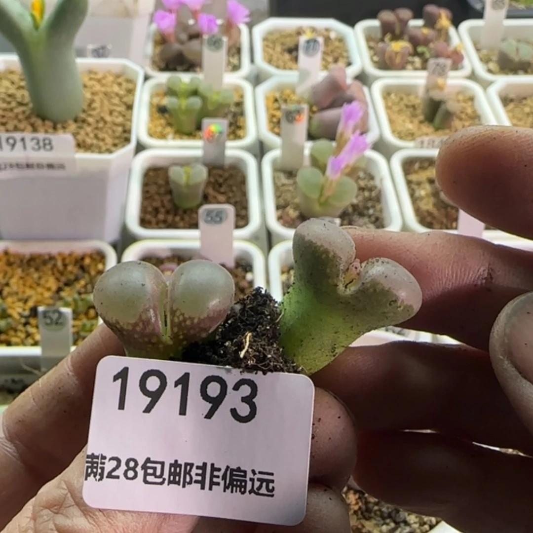 【闪购商品】王*丽19193