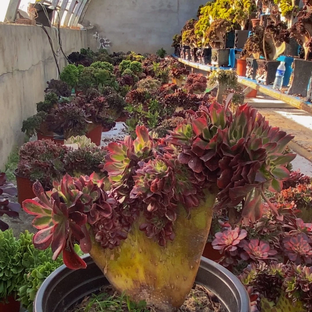 美杜莎c166所见即所得