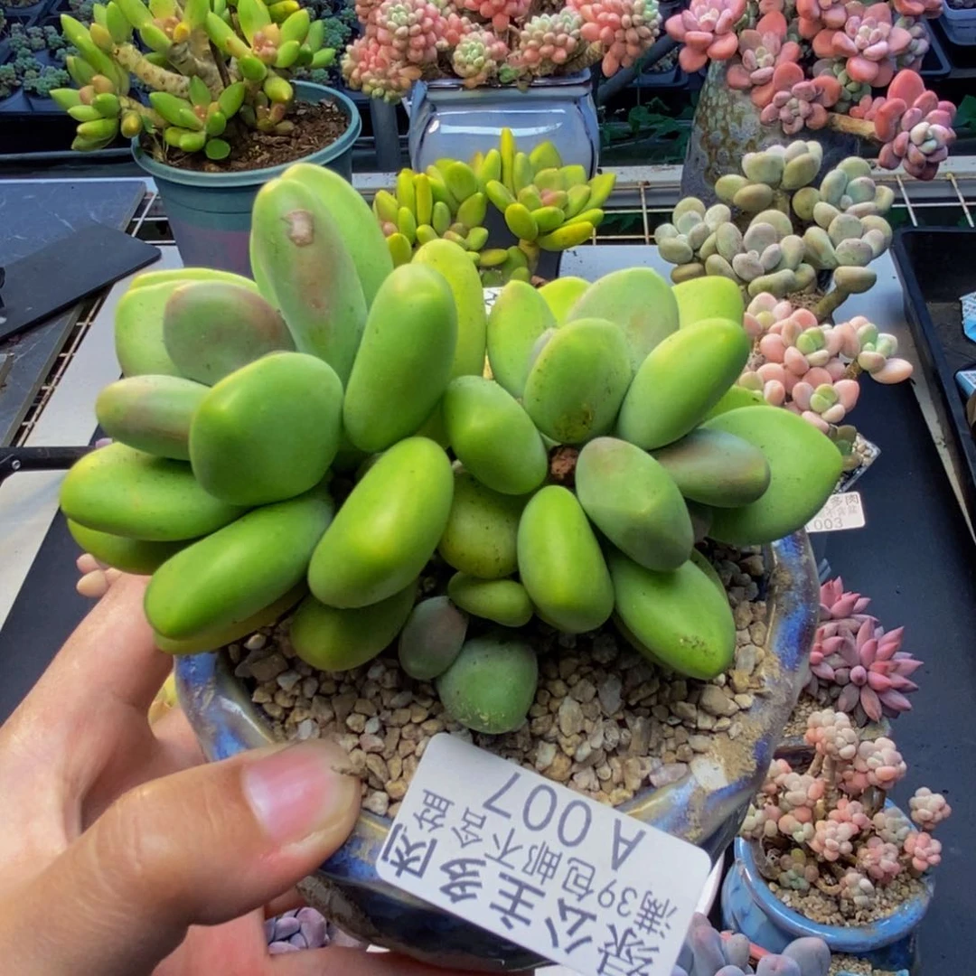 007芒果奶多肉7c m