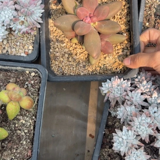 &*谢谢姐姐～一物一拍12106