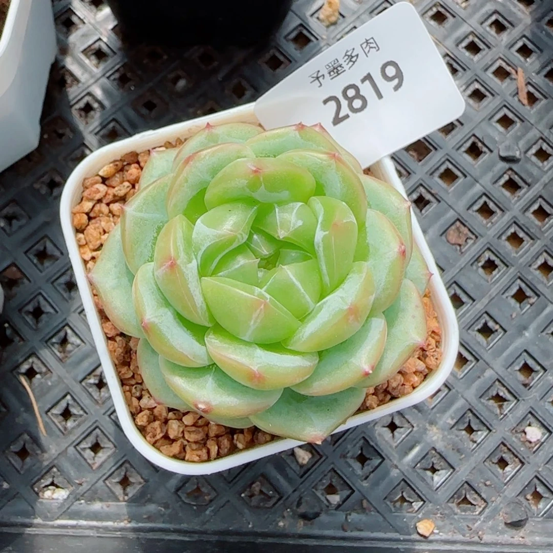绿体财富密码，2819多肉植物