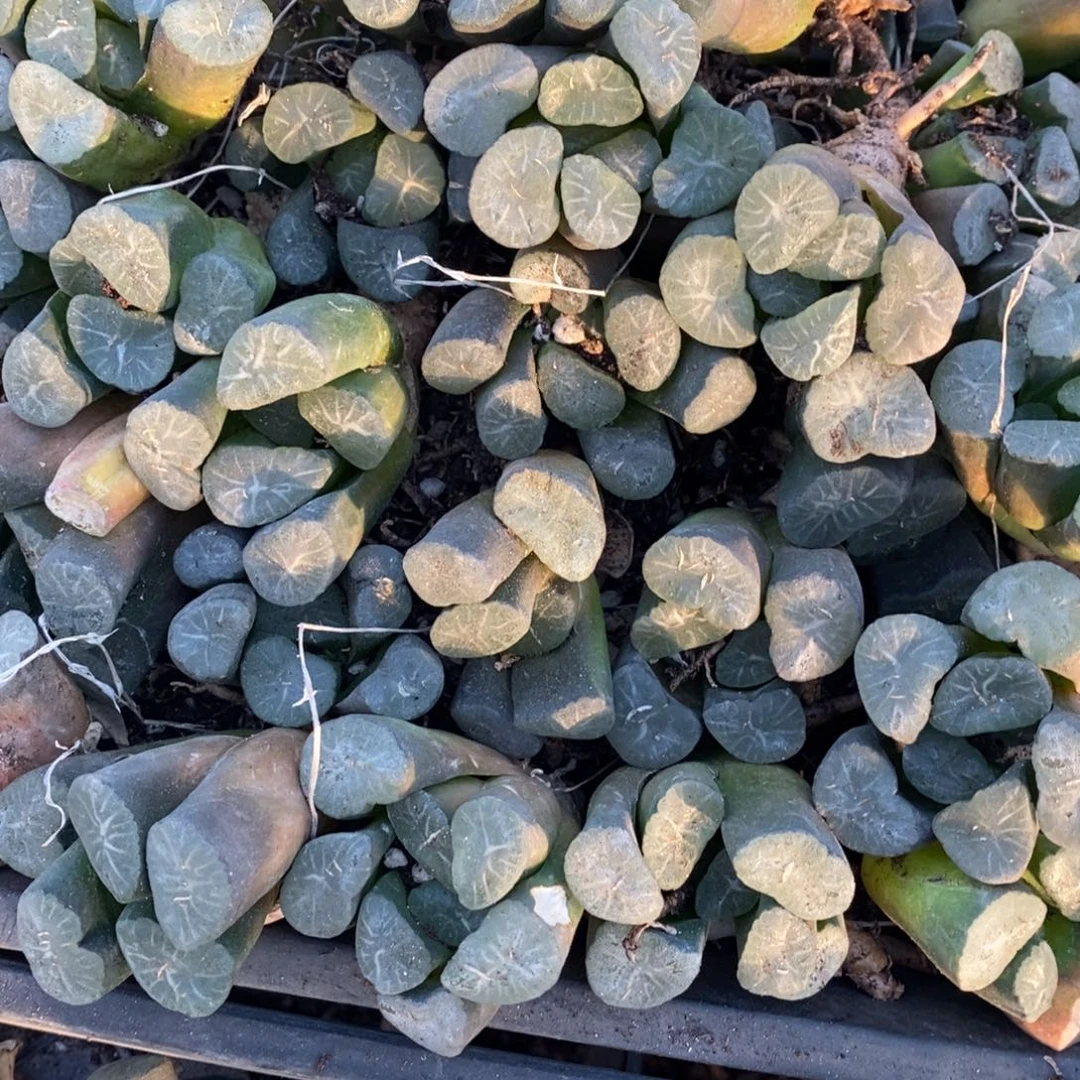 2114 一颗实生超大窗万象 挑大的发货 超级福利