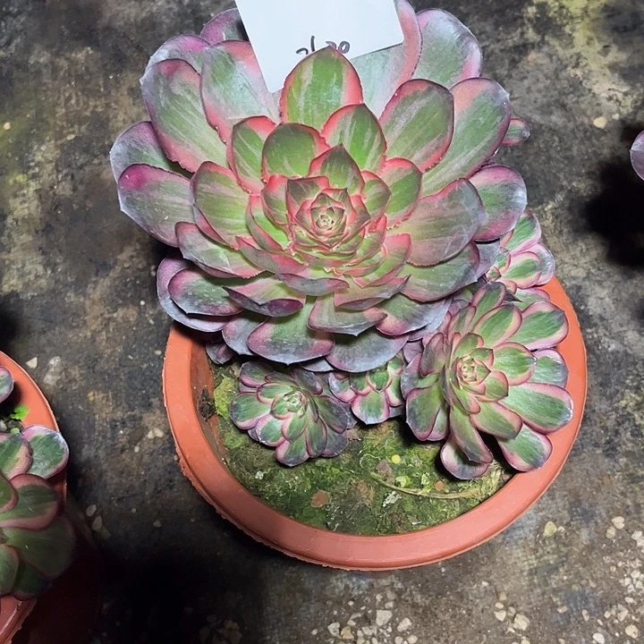 魅锦多肉植物保护2620