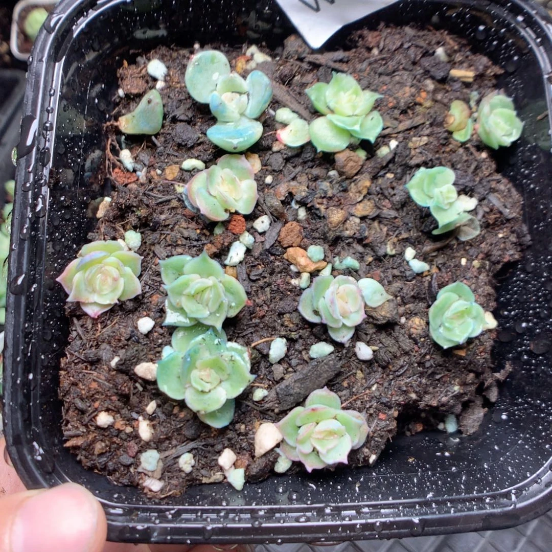 无花朵W36虾饺yyyyy