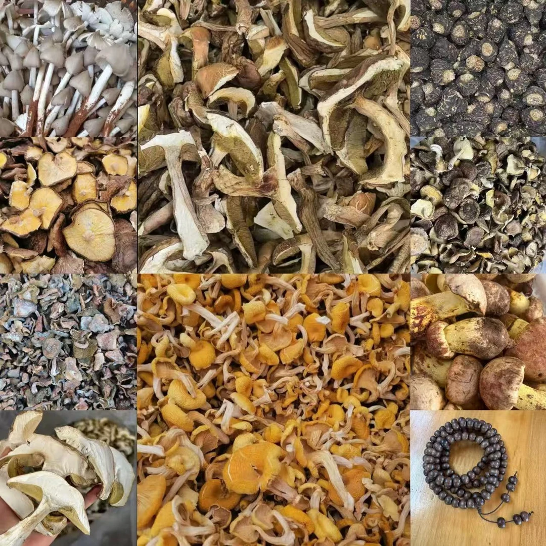 FYC1247土特产菌/多样性发货