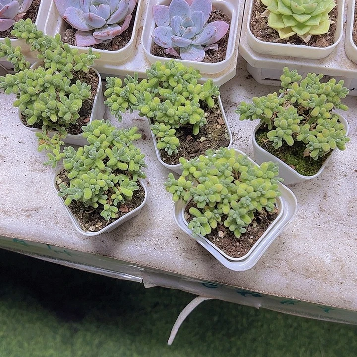 冰晶枝干19包邮多肉植物