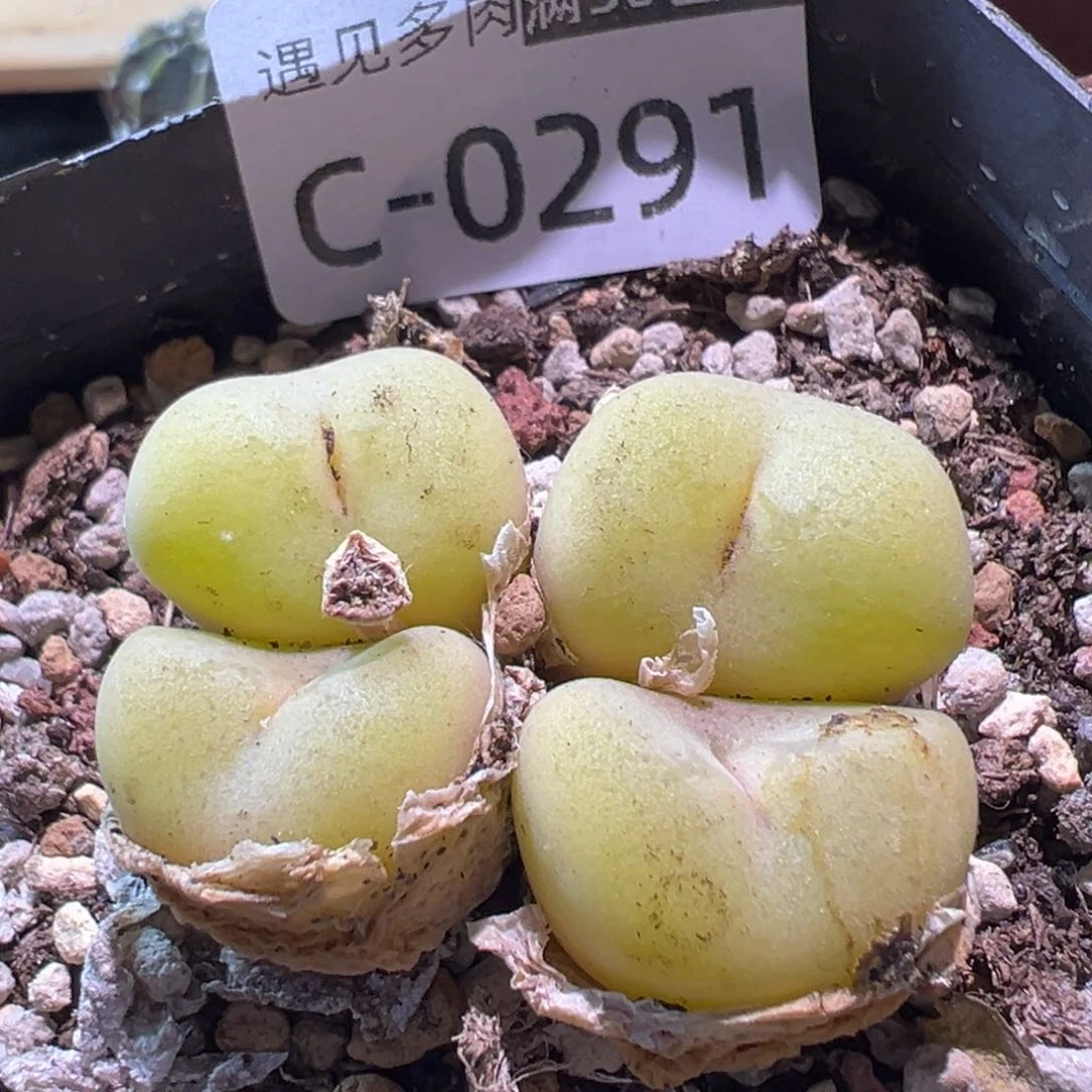 多肉植物111111111111