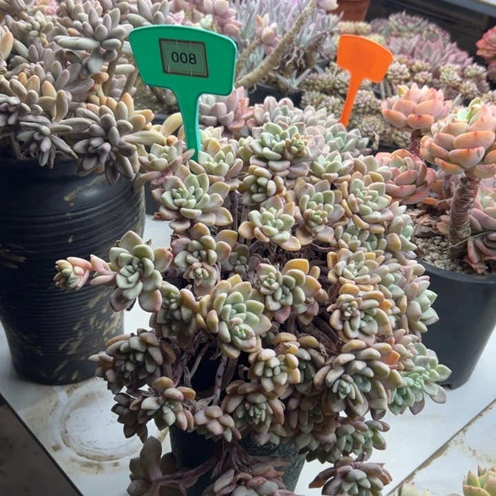 奇*克罗伊多肉008