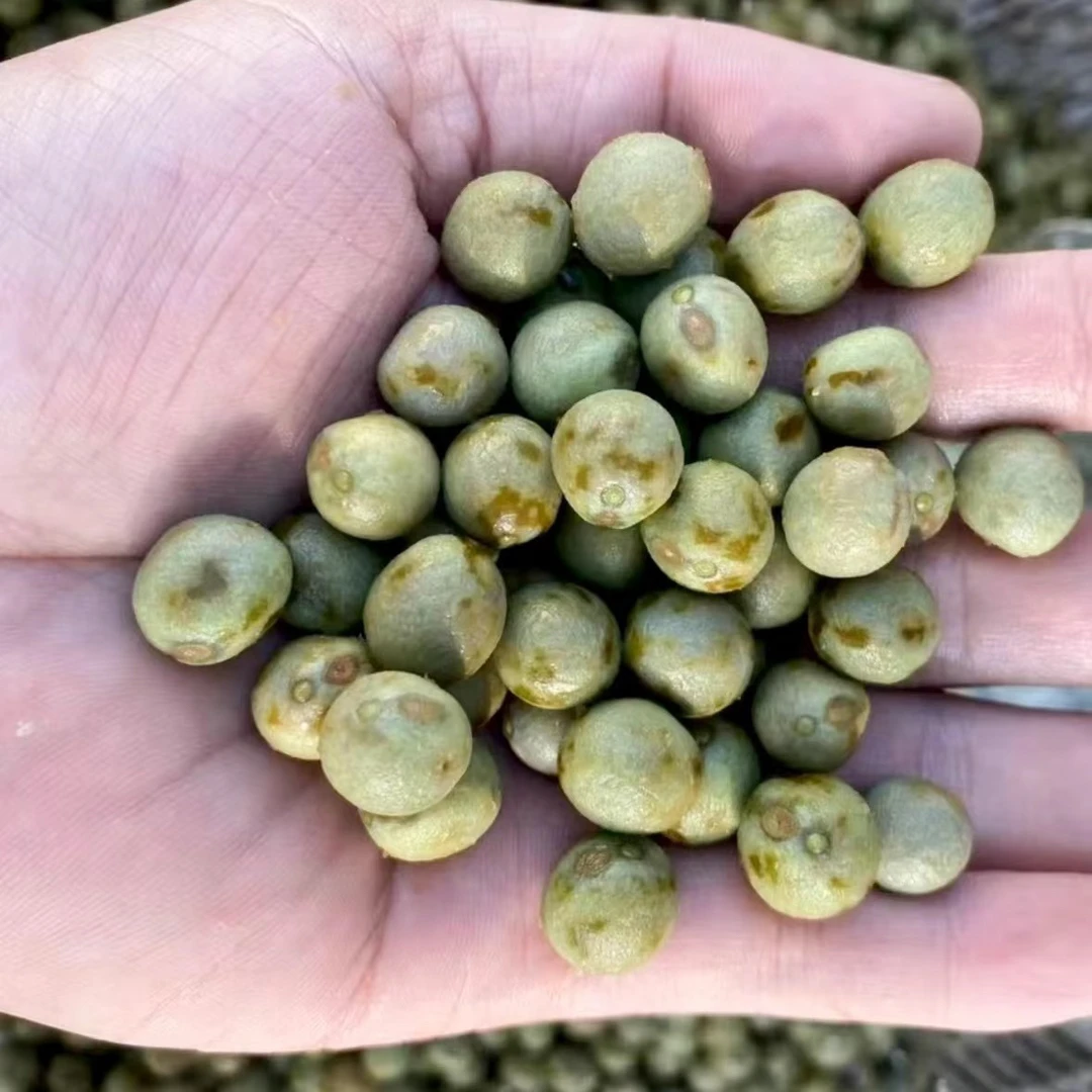 2025新鲜带壳鸡头果特级大果500g大颗粒新鲜芡实鸡头米新的鸡头米