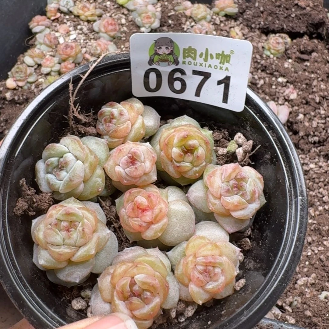 多肉植物多肉植物