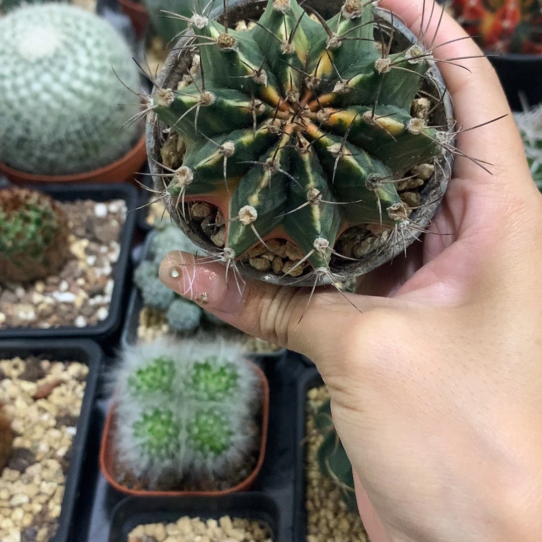 当前无花栽培后可以开花实生根龙背锦牡丹