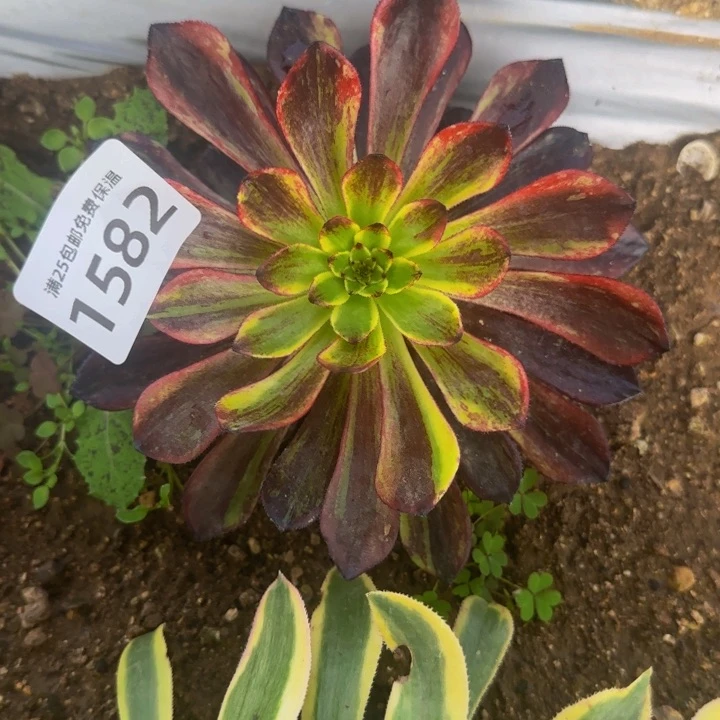 1582莫兰迪多肉植物