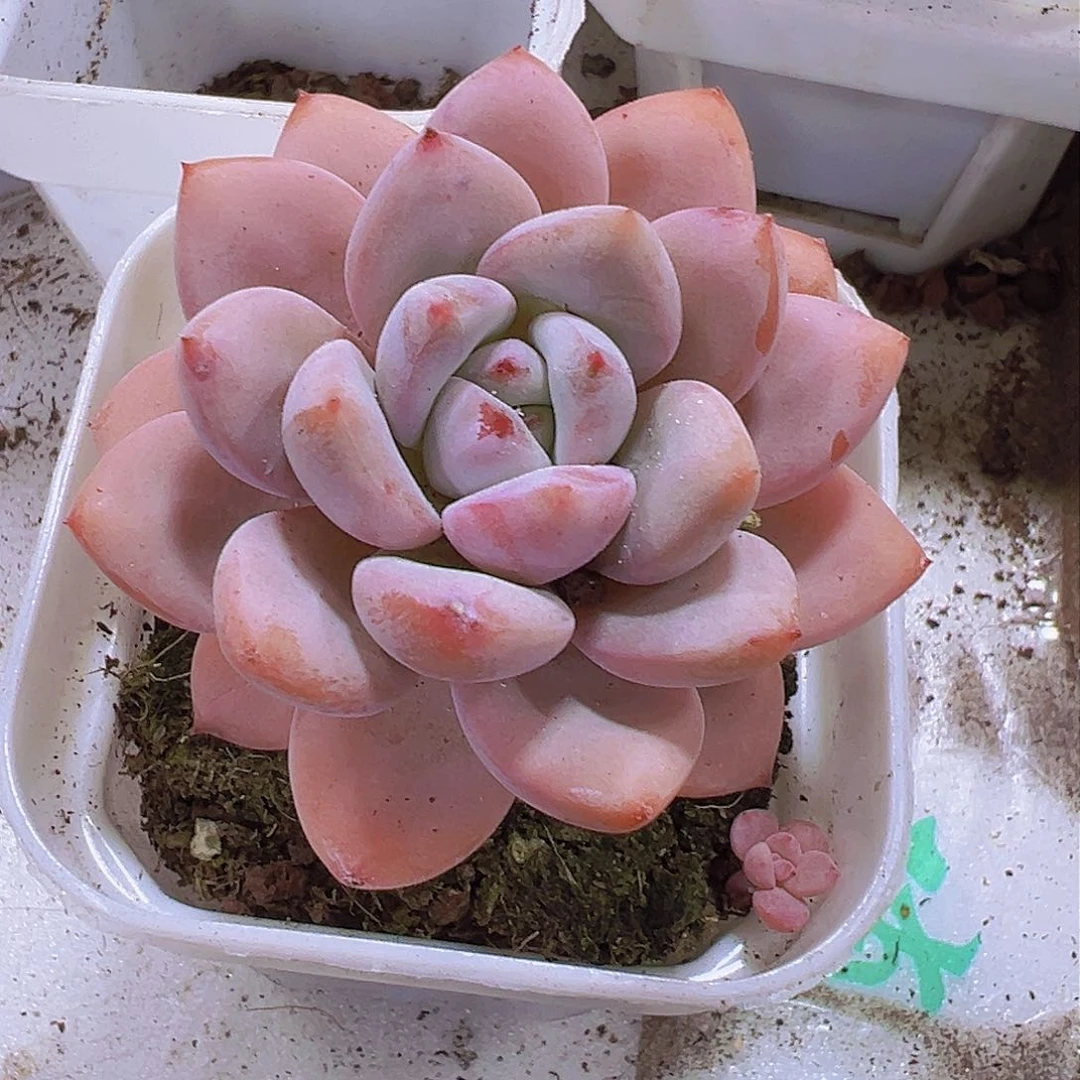 单头星星雪19包邮