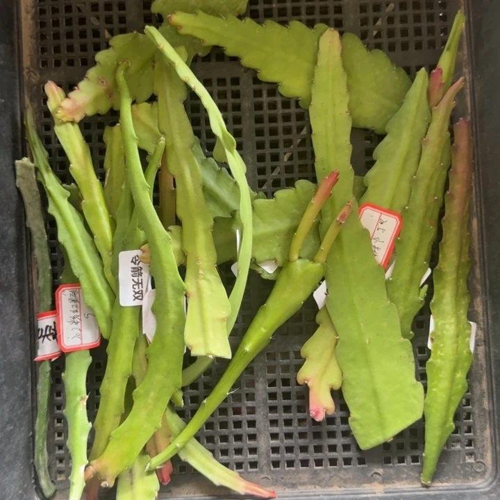 259混品种令箭任意2个无根侧牙斑，20包邮