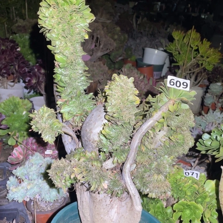 609号原始绿缀法师多肉