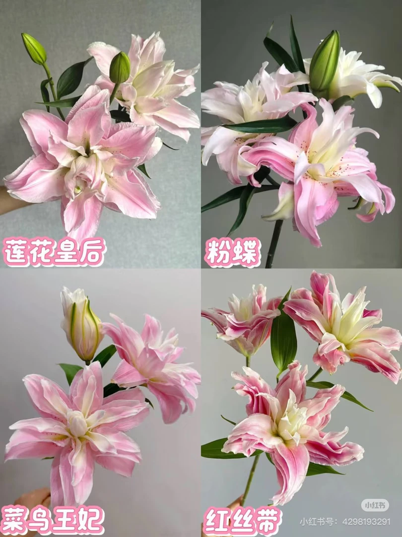 三轮车重瓣百合不知道品种，我要买我不售后
