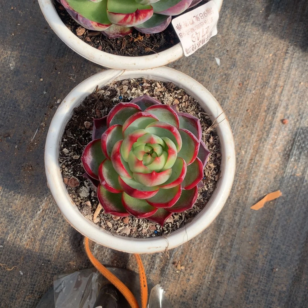 2749号多肉植物惊鸿2颗9厘米