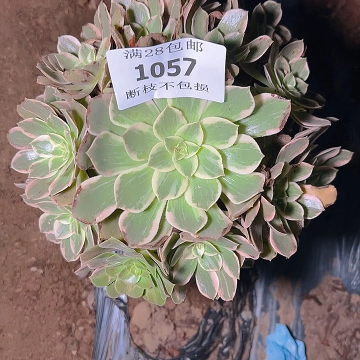 1057浣纱多肉植物保护
