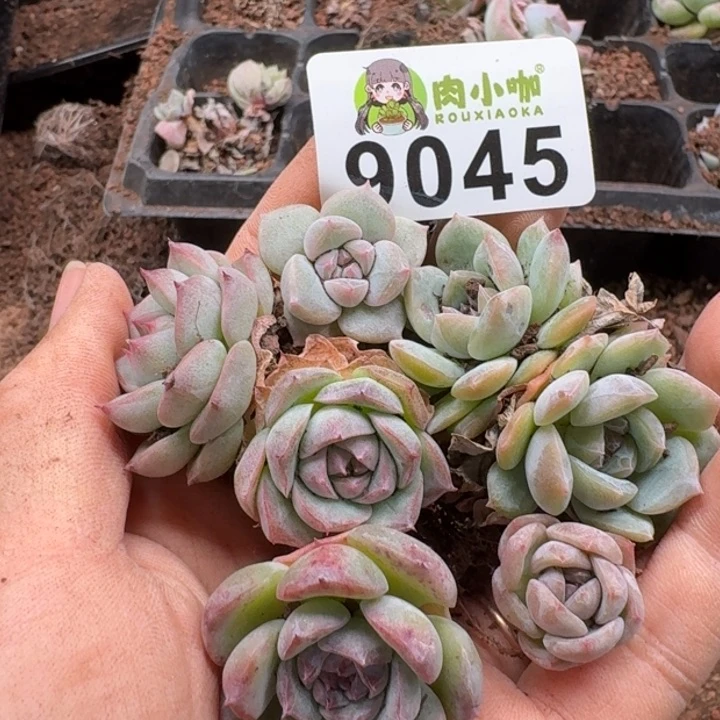 当前无花朵，栽培后可花朵多肉植物多肉植物